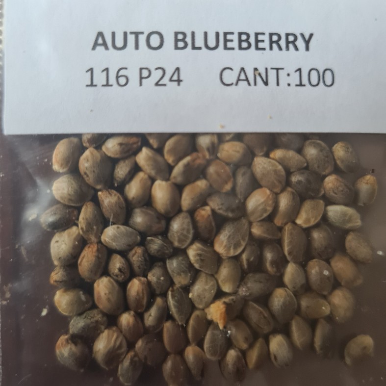 Automatic BLUEBERRY