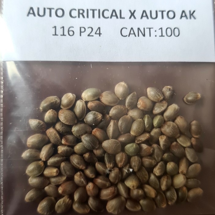 Automatic AK47 x Auto Critical