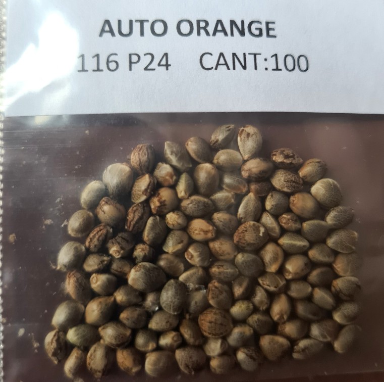 Automatic ORANGE BUD