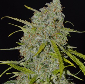 Autoflower Jack Herer