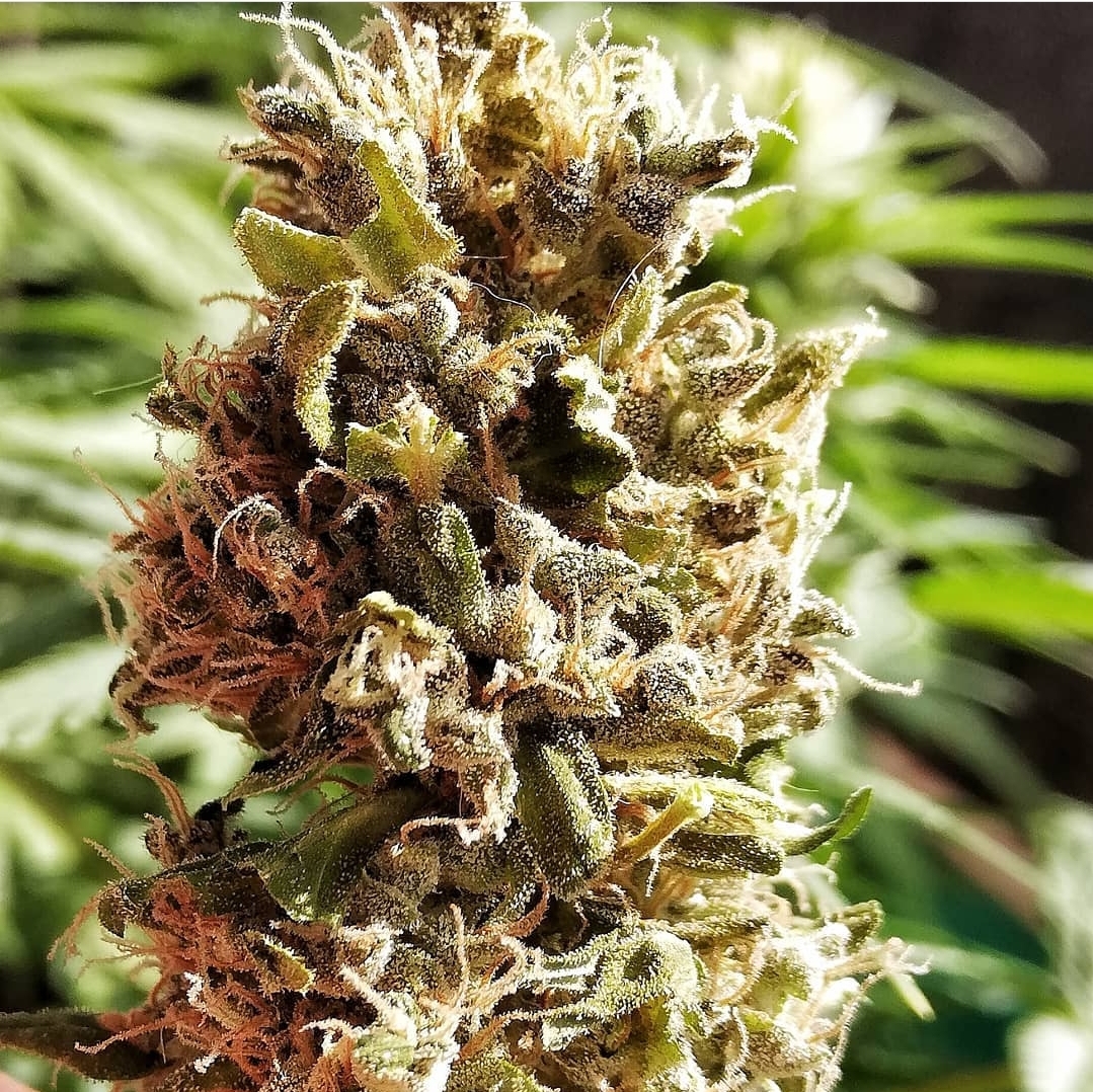 Black Domina x Blueberry