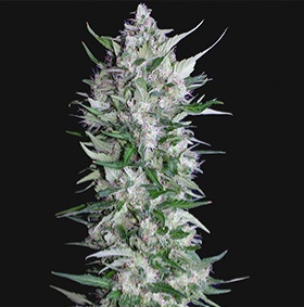 Jack Herer x White Widow 